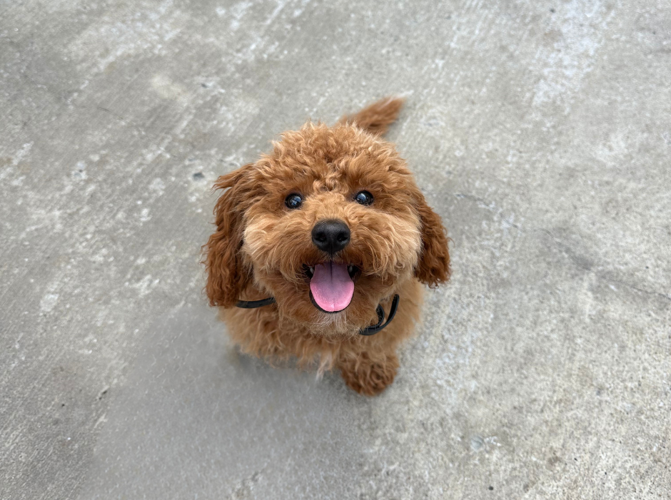 Red toy poodle puppy sitting and looking up at its handler during a puppy lesson