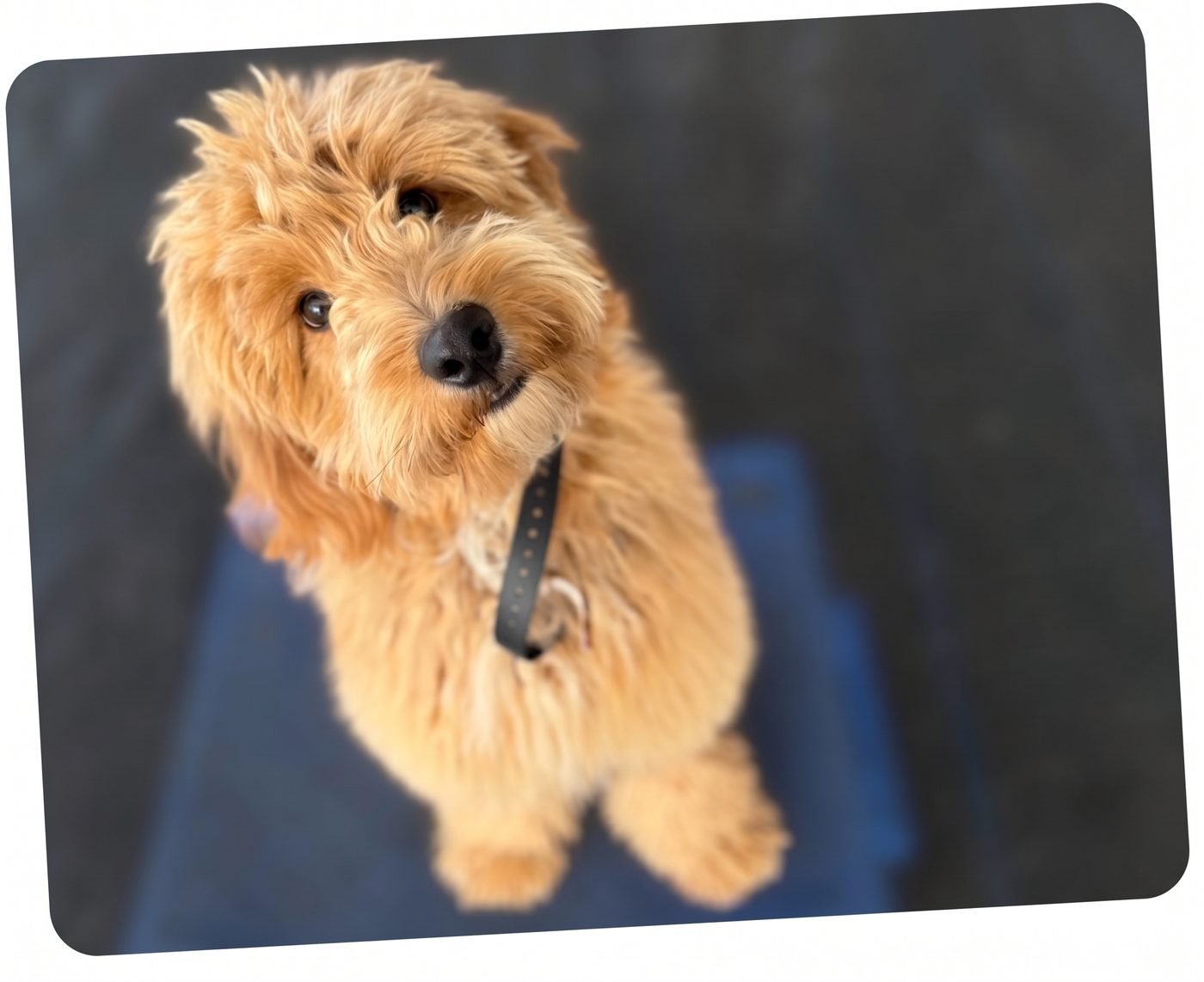 Apricot doodle puppy sitting and tilting its head up at the camera during a training session